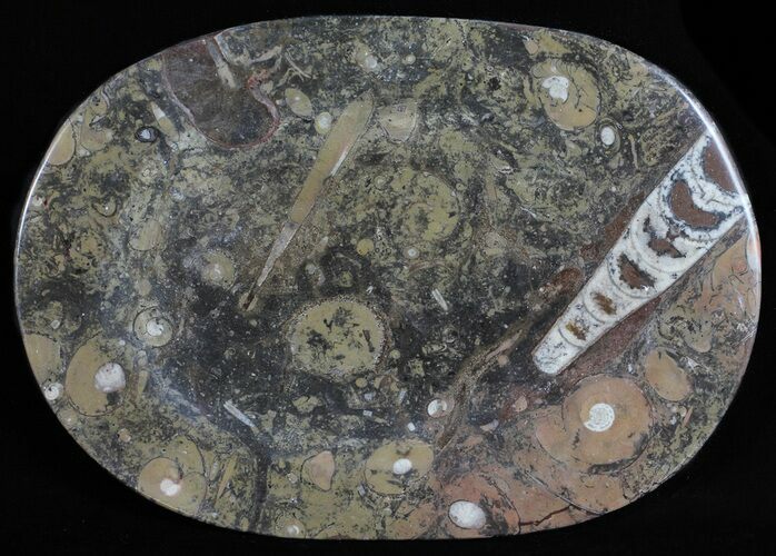 / Fossil Orthoceras & Goniatite Plate - Stoneware #58572